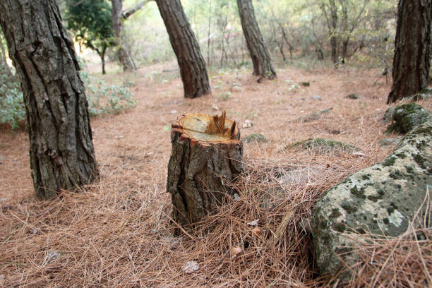 Moundridge, KS Tree Removal Services Company